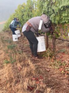 Harvest crew picking grapes at Winderlea vineyards