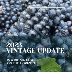 Closeup of grape clusters that says "2023 Vintage Update"