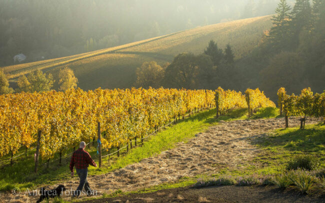 Founder Bill Sweat and his dog Monty walking through the estate vineyard during the fall