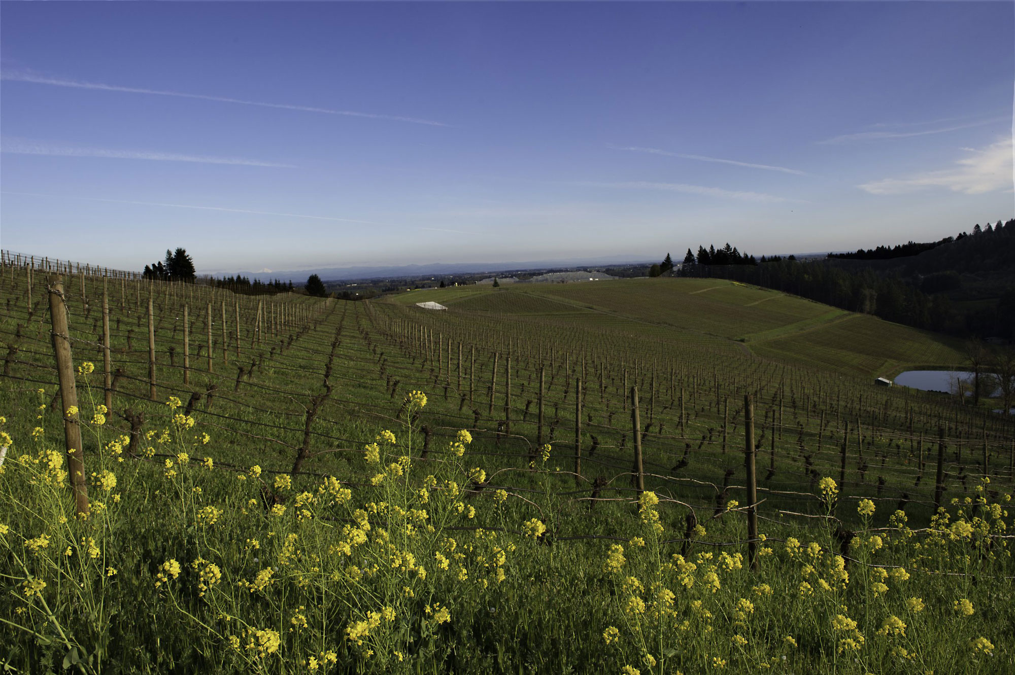 View of the Winderlea vineyards with wildflowers surrounding