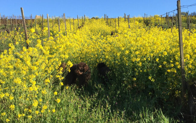 Monty the winery dog playing in the wildflowers on the Winderlea property