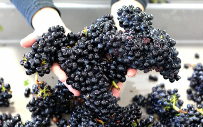 Hands holding clusters of freshly harvested grapes
